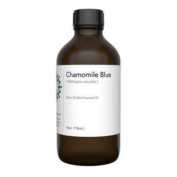 blue chamomile essential oil