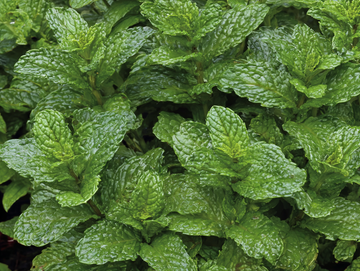 hierba buena, leaf, whole