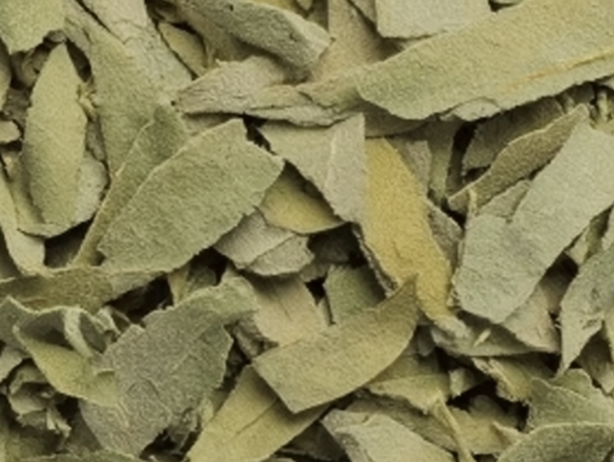 olive leaf plant, , olive plant herb 