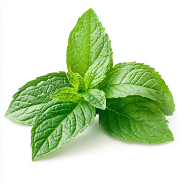 spearmint plant, mentha spicata, dried spearmint leaves