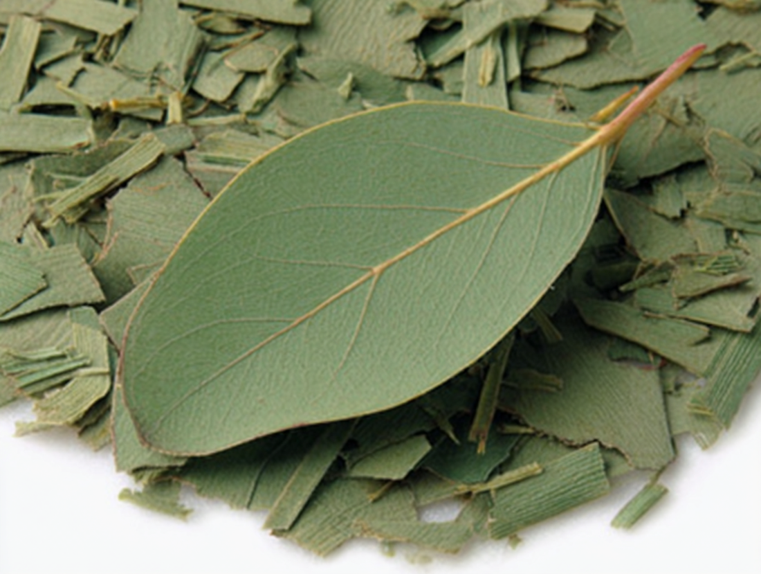eucalyptus tree leaves - eucalyptus flower, fresh eucalyptus