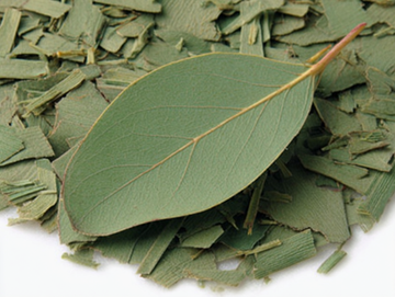 eucalyptus tree leaves - eucalyptus flower, fresh eucalyptus