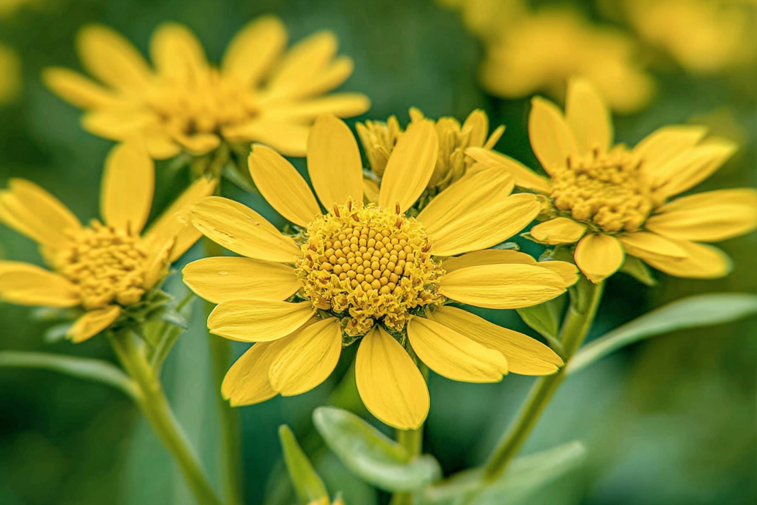 arnica flowers - arnica herb , arnica oil